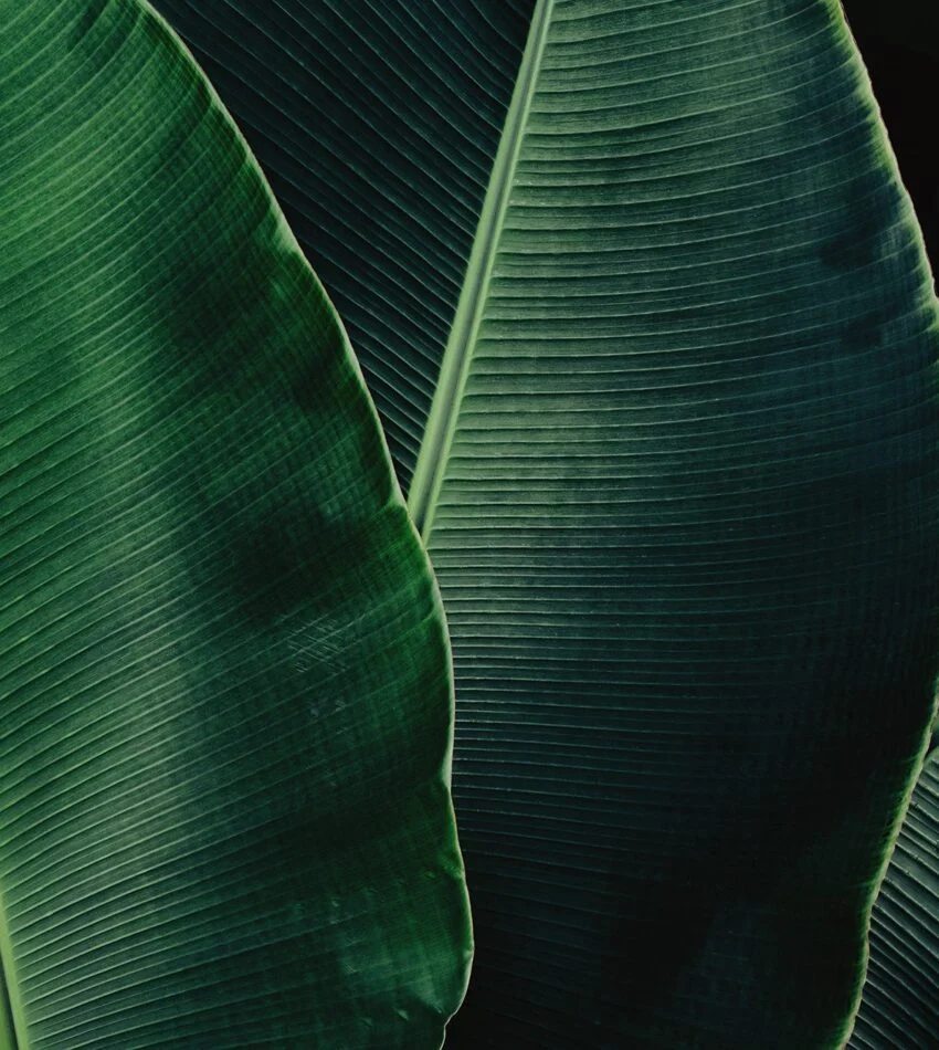 Tropical palm leaf